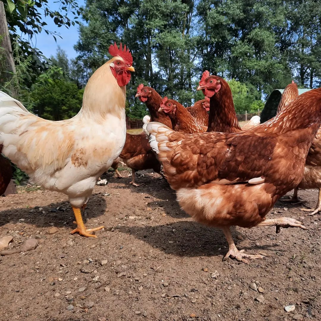 Bio-Suppenhuhn